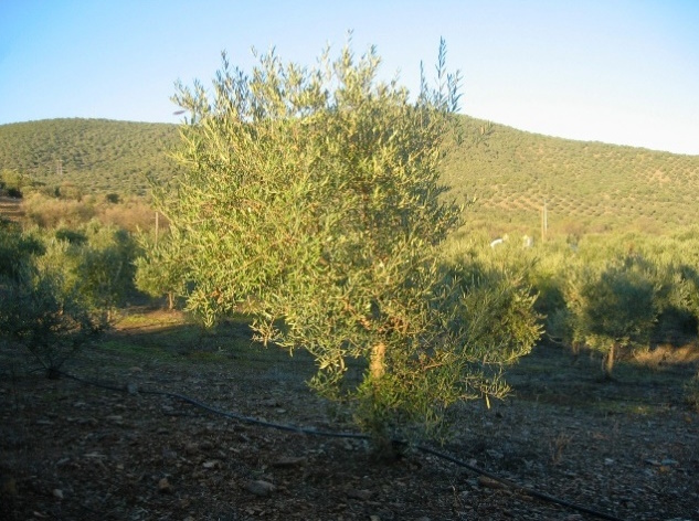 Olivový sad Vila Verde de Ficalho (Azeite FICALHO)