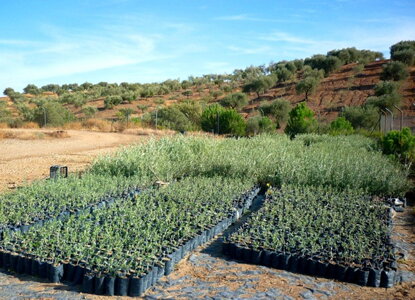 Škôlka olivovníkov na farme Ficalho