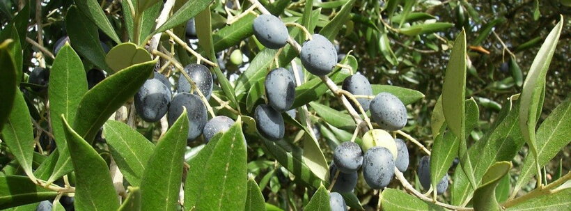 Olivy dozréte pred zberom, Vila Verde de Ficalho (Azeite FICALHO)
